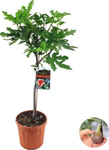 Ficus Carica "Brown Turkey" con tronco, albero di fichi, altezza 80-100 cm, vaso da 21 cm