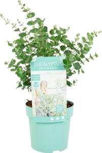 Eucalyptus Gunnii Azura, eucalipto, altezza 25-45 cm, vaso da 15 cm
