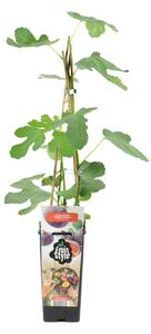 Ficus carica "Brown Turkey", albero da frutto, altezza 60-70 cm, vaso da 14 cm