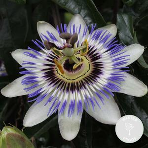 Passiflora caerulea, detta anche "Passiflora", varietà blu/bianca, altezza 50-70 cm, vaso da 15 cm