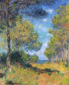 Riproduzione All e de sapins Varengeville, Claude Monet