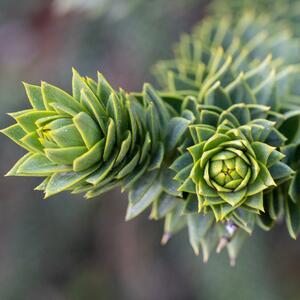 Abete decorativo cileno Abete delle Ande Araucaria vaso da 0,5 litri non ramificato