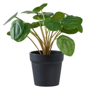 Pianta artificiale (altezza 28 cm) Pelia - House Nordic