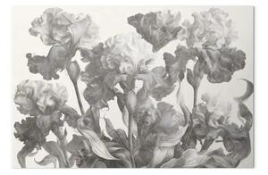 Iris eleganti - un disegno botanico di fiori in fiore su uno sfondo chiaro
