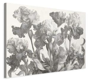 Iris in fiore: un disegno botanico in scala di grigi con un motivo floreale