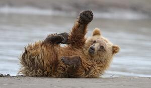 Fotografia High Five, Alfred Forns