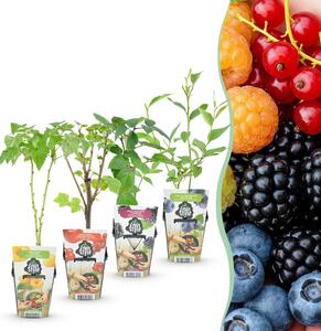 GreenboutiQ - Piante da frutto - Arcobaleno - Ribes rosso - Lampone giallo - Ribes nero - Mirtillo - Difficile - 4 piante - Vaso 9cm