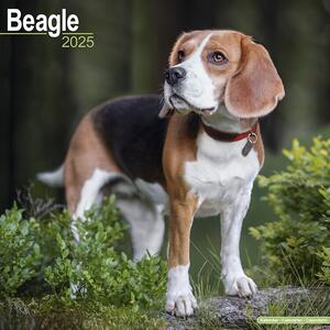 Calendario 2025 Beagle