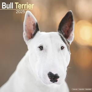 Calendario 2025 Bull Terrier