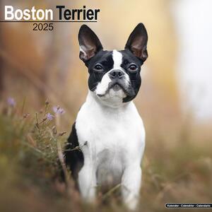 Calendario 2025 Boston Terrier