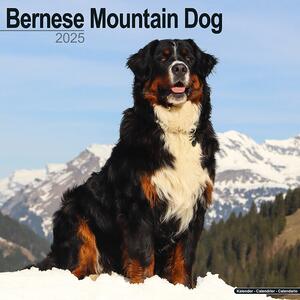 Calendario 2025 Bernese Mountain Dog