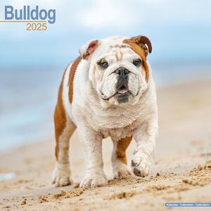 Calendario 2025 Bulldog