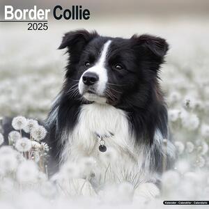 Calendario 2025 Border Collie