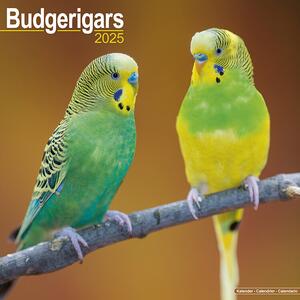 Calendario 2025 Budgerigar