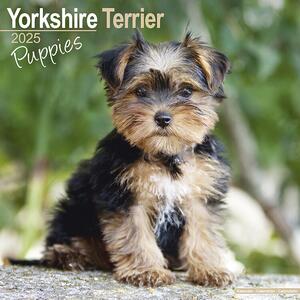 Calendario 2025 Yorkshire Terrier Puppies