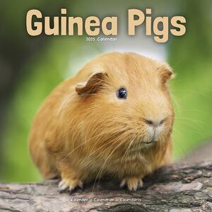 Calendario 2025 Guinea Pigs