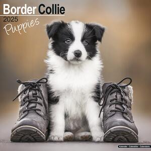 Calendario 2025 Border Collie Puppies