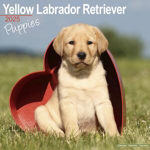 Calendario 2025 Yellow Labrador Puppies