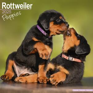 Calendario 2025 Rottweiler Puppies