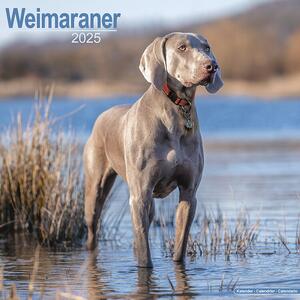 Calendario 2025 Weimaraner