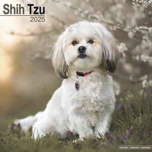 Calendario 2025 Shih Tzu