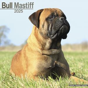 Calendario 2025 Bull Mastiff