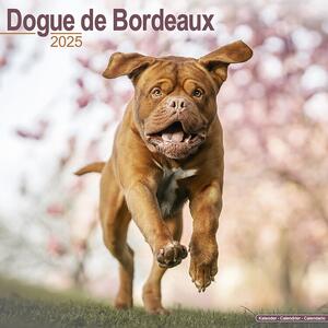 Calendario 2025 Dogue de Bordeaux