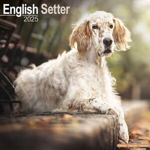 Calendario 2025 English Setter