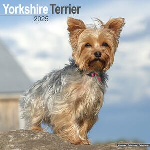 Calendario 2025 Yorkshire Terrier