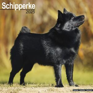 Calendario 2025 Schipperke