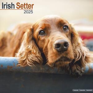 Calendario 2025 Irish Setter