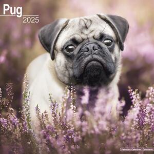 Calendario 2025 Pug