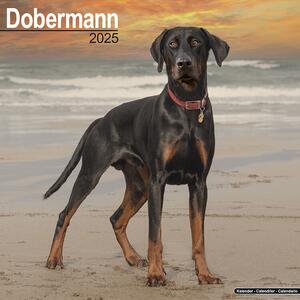 Calendario 2025 Dobermann