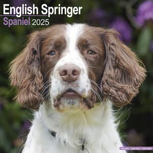 Calendario 2025 Eng Springer Spaniel