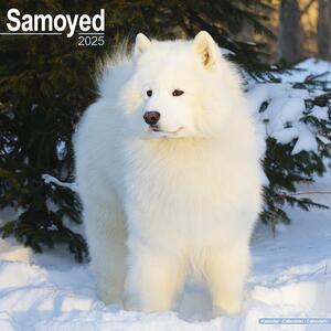 Calendario 2025 Samoyed