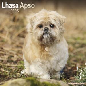 Calendario 2025 Lhasa Apso