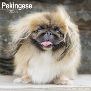 Calendario 2025 Pekingese