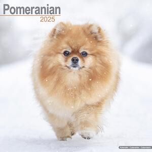 Calendario 2025 Pomeranian