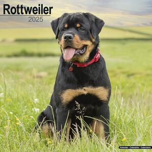 Calendario 2025 Rottweiler