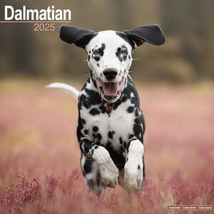 Calendario 2025 Dalmatian