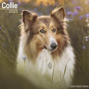 Calendario 2025 Collie