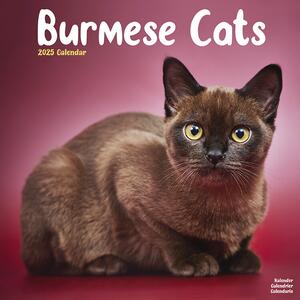 Calendario 2025 Cats - Burmese