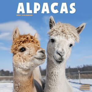 Calendario 2025 Alpacas