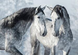 Fotografia Portrait of two spanish grey stallions, Abramova_Kseniya, (40 x 30 cm)
