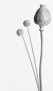 Fotografia Poppy Seed Capsule Black and White, Studio Collection, (26.7 x 40 cm)