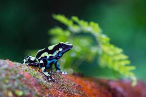 Fotografia Green and black poison dart Frog, pchoui