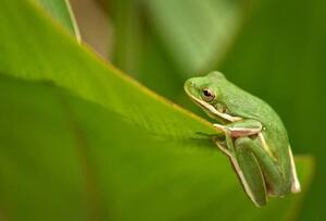 Fotografia Tiny Animals Frog, Jeff R Clow