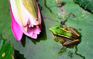 Fotografia Green Frog, tonyoquias