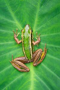 Fotografia Image of paddy field green frog, yod67