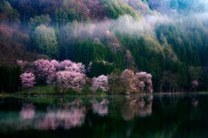 Fotografia In The Morning Mist, Takeshi Mitamura